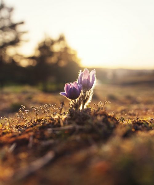 ales-me-uXvUpHY5o_4-unsplash